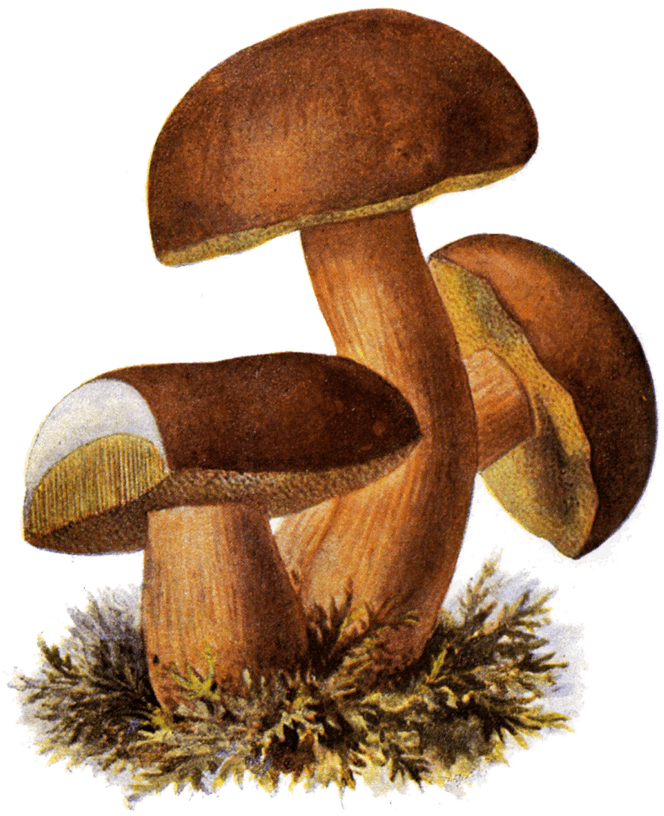 Marone (Imleria badia), Schmalfuß 1897