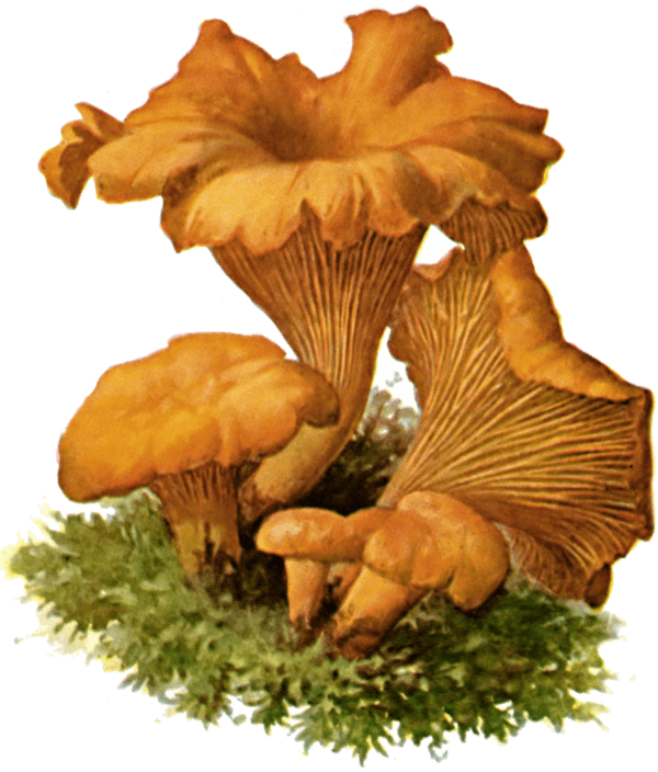 Pfifferling (Cantharellus cibarius), Schmalfuß 1897