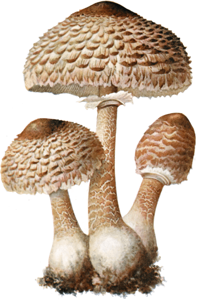 Riesenschirmling (Macrolepiota procera), Schmalfuß 1897