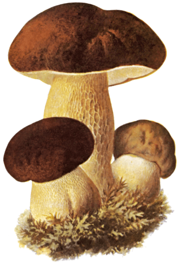 Steinpilz (Boletus edulis), Schmalfuß 1897