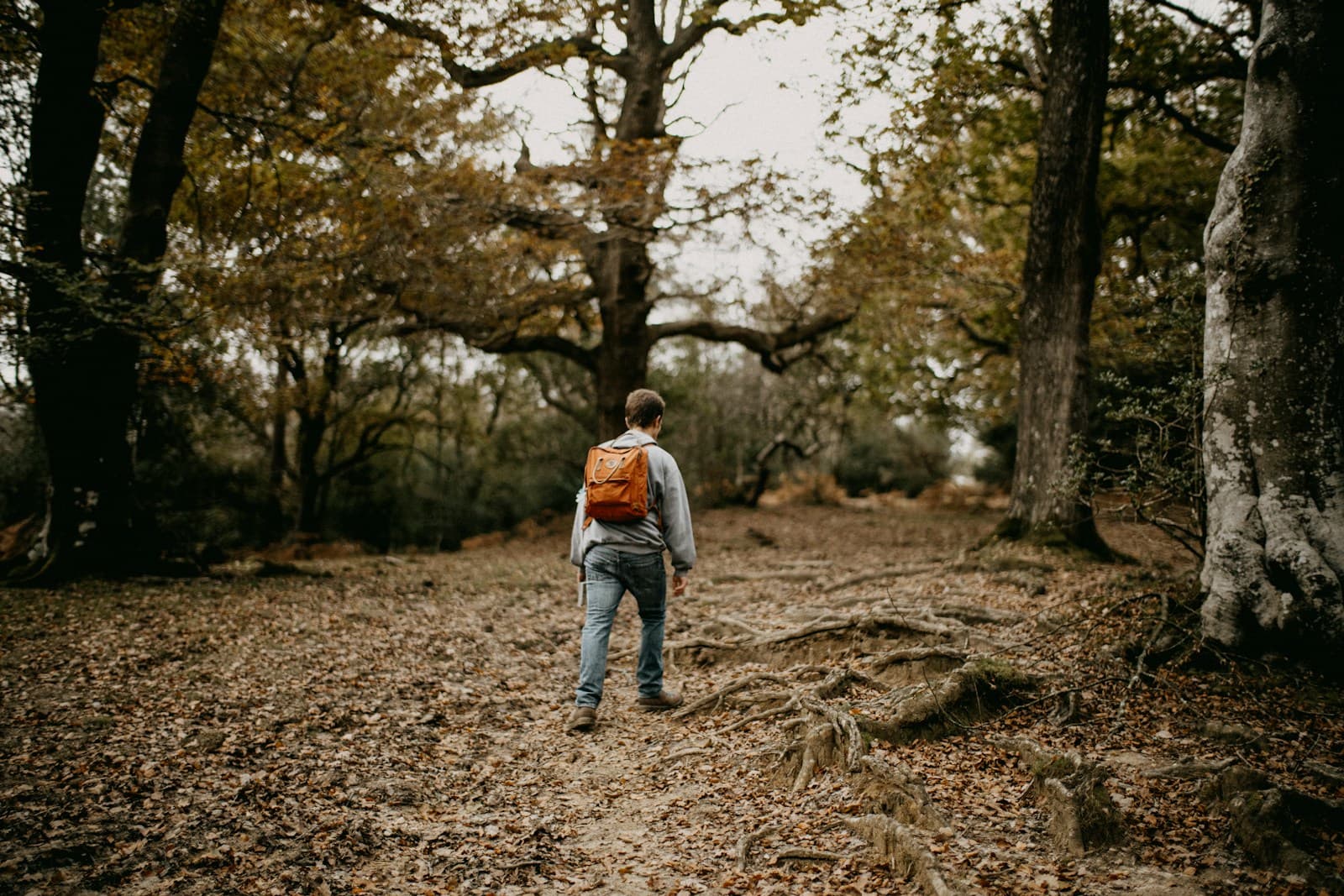 Spaziergänger auf einem Waldweg im Herbst