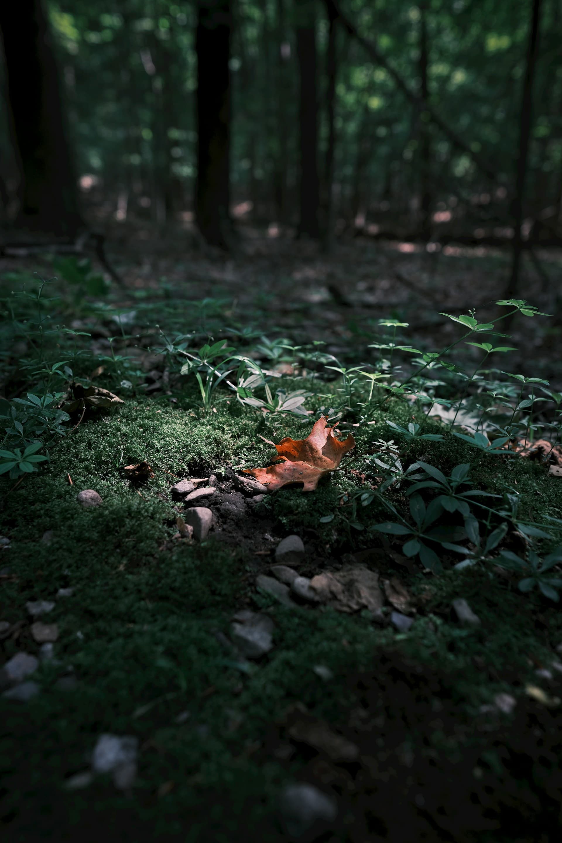 Waldboden im Herbst — Moos und ein einzelnes Blatt